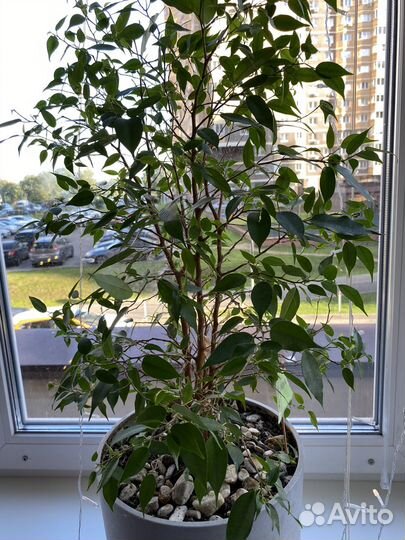 Фикус бенджамина большой