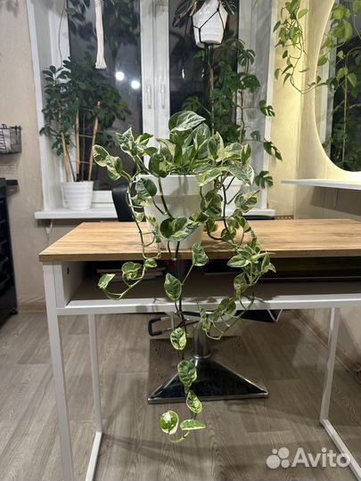 Эпипремнум njoy