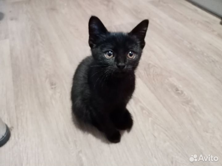 Милый котёнок