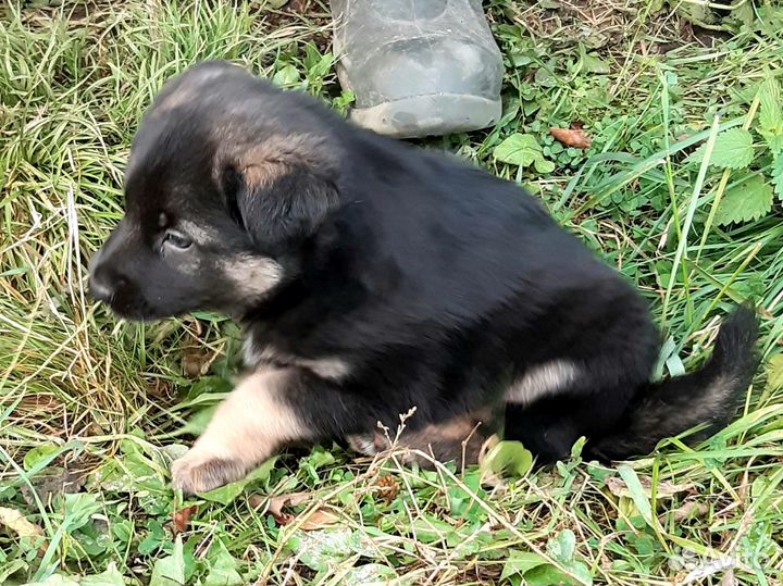 Щенок в добрые руки бесплатно