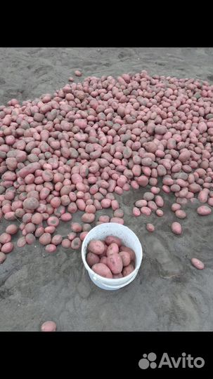 Крупный картоф