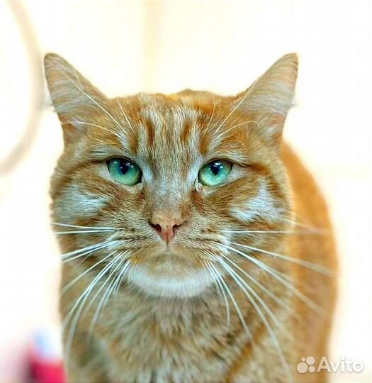 Кот Персей ищет дом