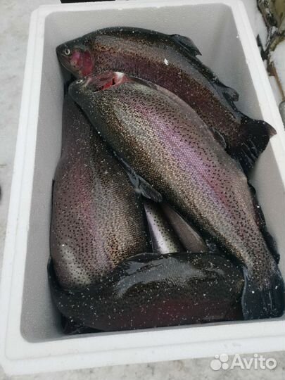 Форель охлажденная нпсг из Карелии
