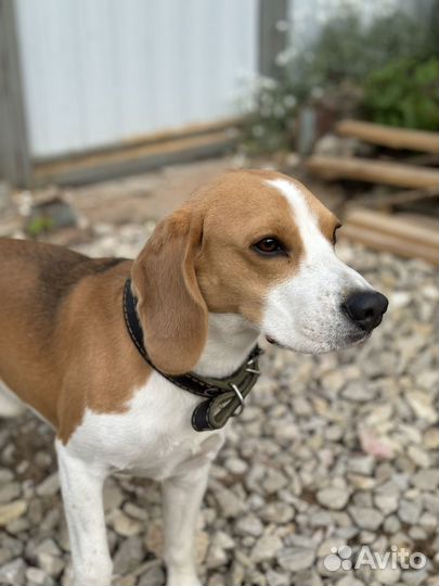 Вязка кобель бигль