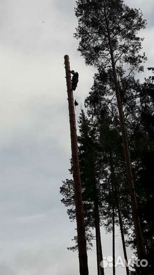 Спил деревьев