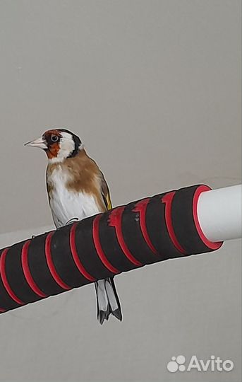 Птица щегол