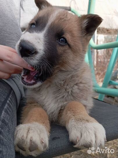 Продам щенков