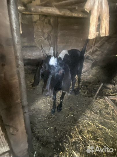 Коза нубийская