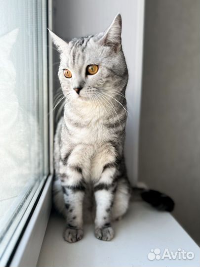Шотландский кот вязка
