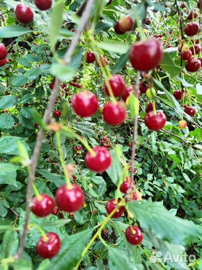 Саженцы Малины.вишни