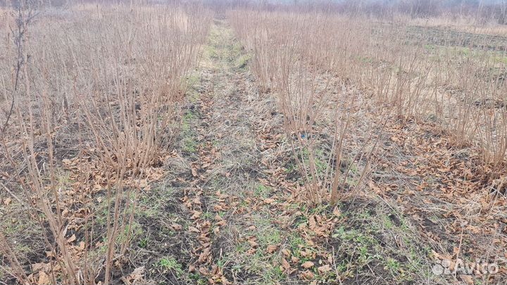 Саженцы фундука