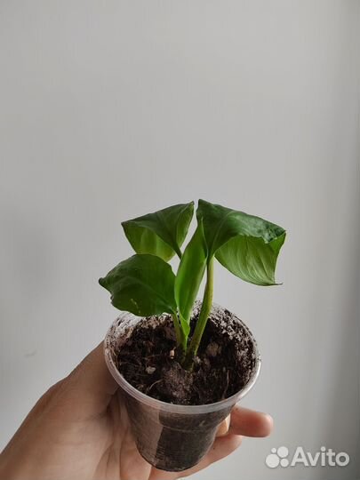 Спатифиллумы сортовые