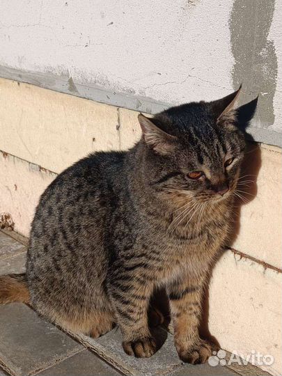 Выживший Степаша