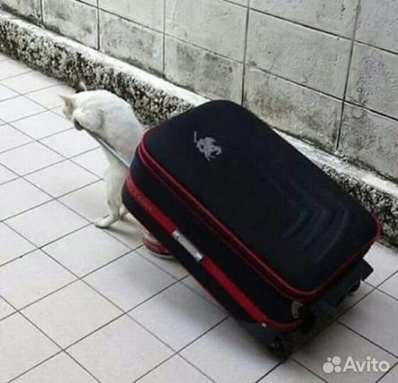 Зооняня, Зоопсихолог