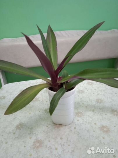 Комнатные цветы и растения