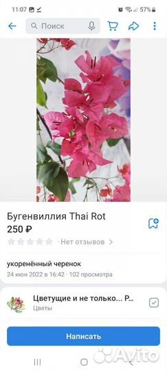 Бугенвиллии