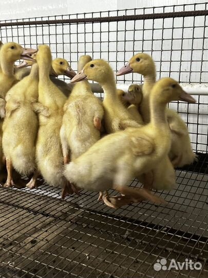 Бройлерные утки быстрорастущие