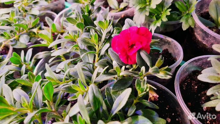 Калибрахоа, петуния, неукор