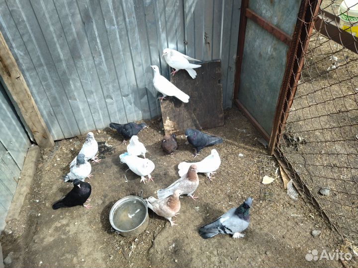 Бакинские бойные голуби