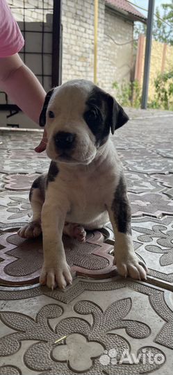 Щенки питбультерьера