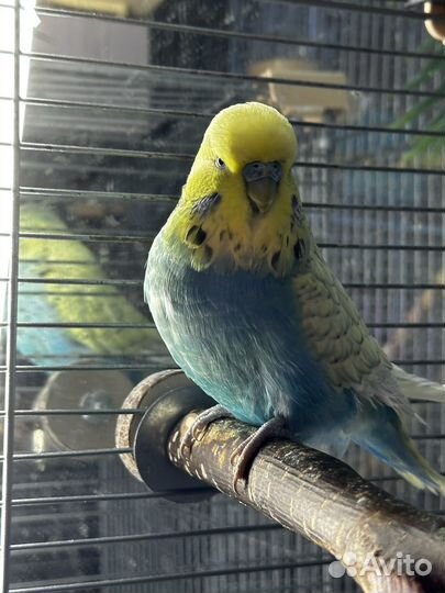 Выставочный волнистый попугай (ввп, чех), самец