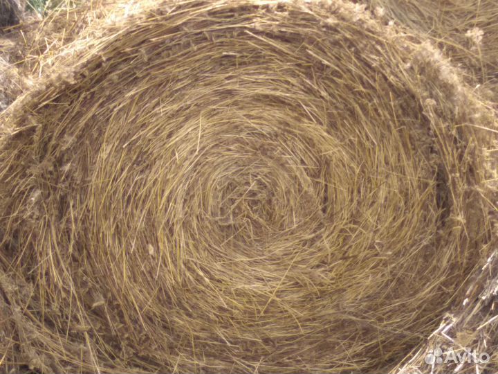 Корма для животных