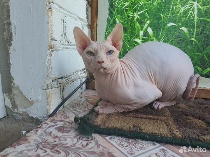 В добрые руки