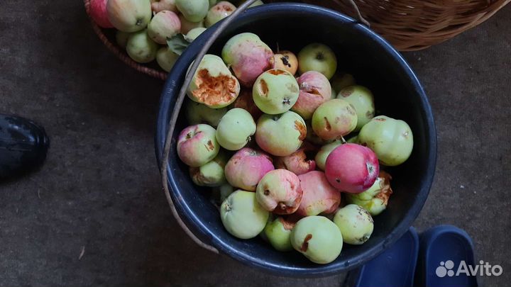 Яблоки падалица бесплатно
