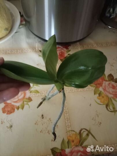 Орхидея фаленопсис детка