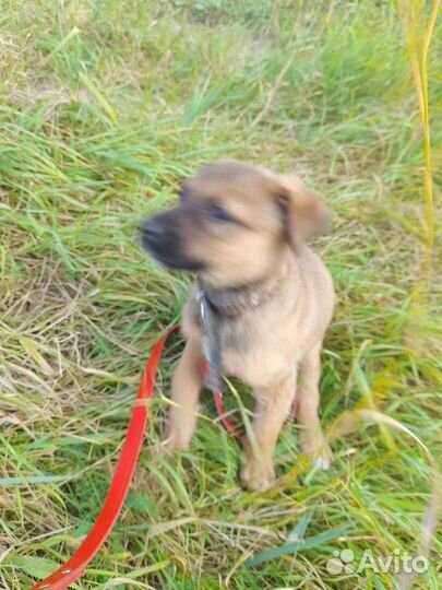 Собака в добрые руки)