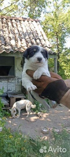 Щенки в добрые руки