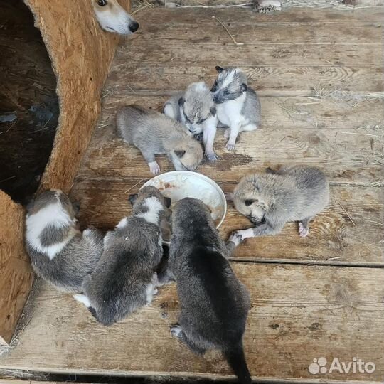 Щенки-Лайки