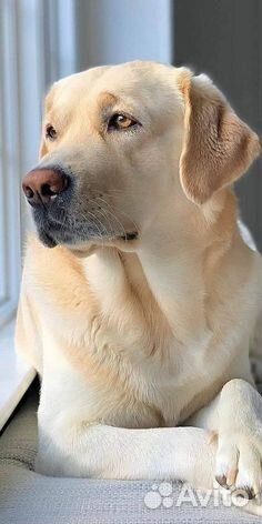 Продам лабрадора 3г 5000