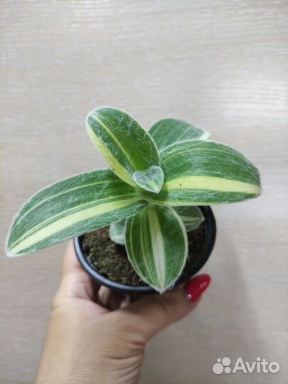 Традесканция