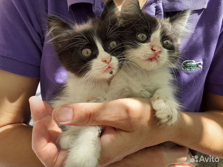 Отдаем питомцев в добрые руки