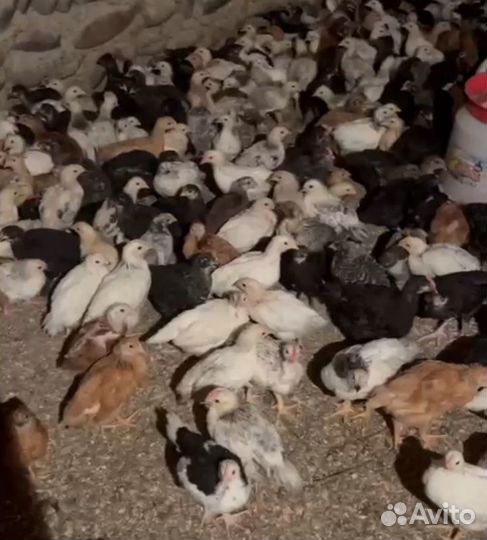 Цыплята несушки