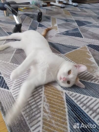 Ласковый умный котик в поисках дома