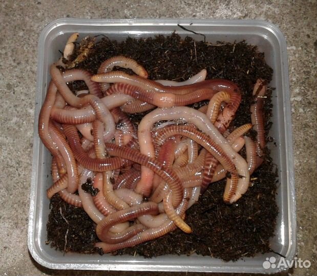 Биогумус, вермикомпост, для теплиц