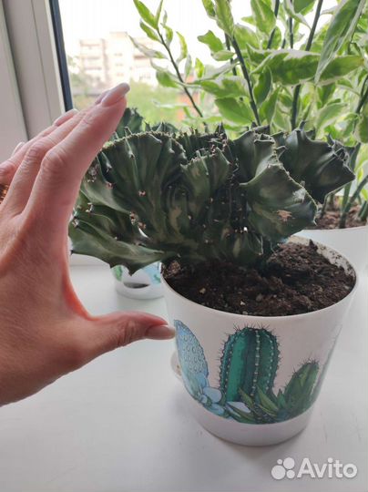 Редкий кактус Euphorbia lactea f. cristata