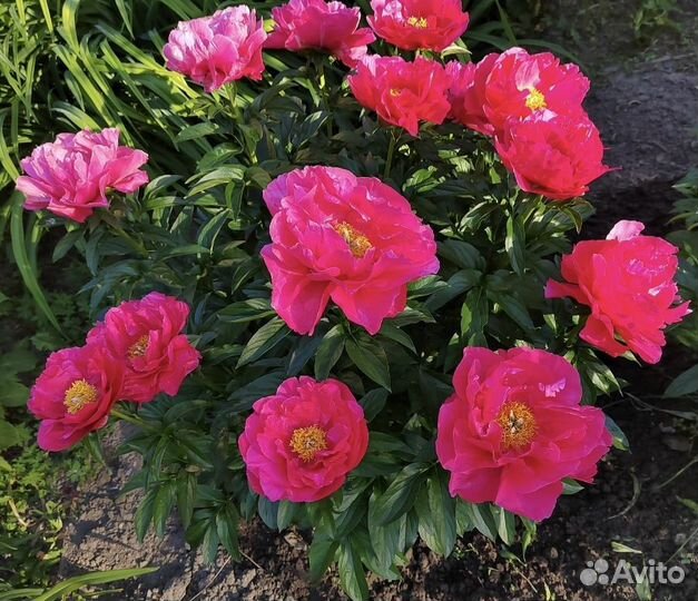 Корневища пиона Паула Фэй