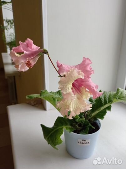 Стрептокарпусы