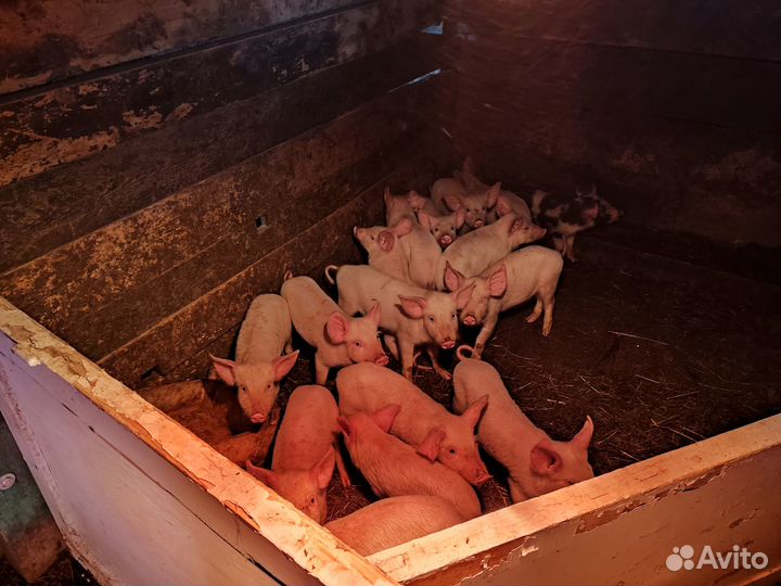 Поросята