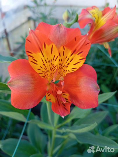 Альстромерия Срез