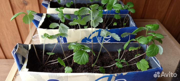 Земляника садовая