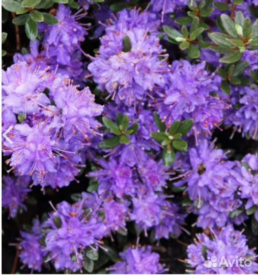 Низкорослый рододендрон импедитум (плотный)