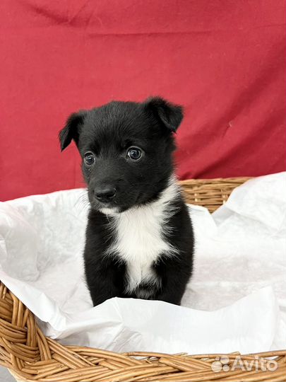 Щенок мальчик