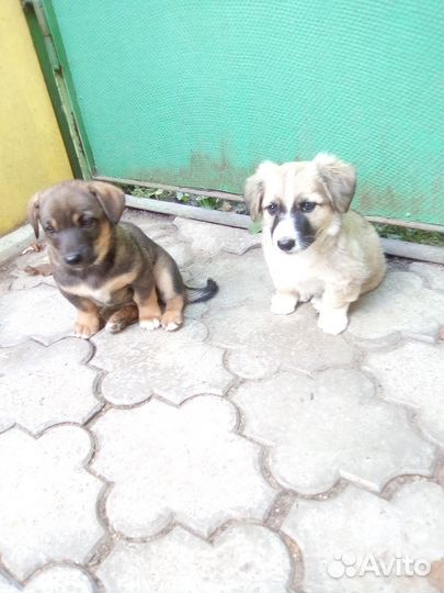 Щенки в добрые руки бесплатно