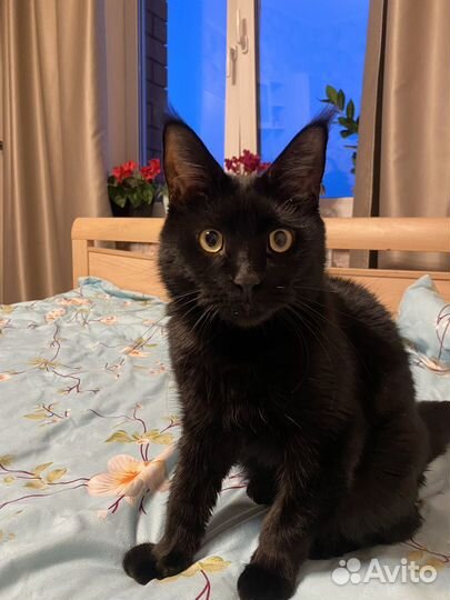 Отдам котика в добрые руки