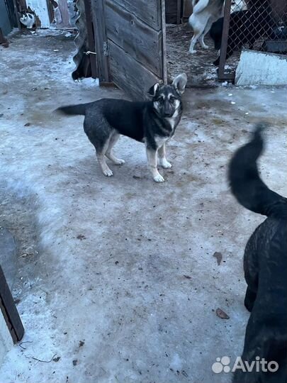 Собака в добрые руки