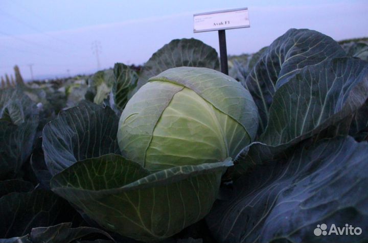 Семена капусты белокочанной Авак